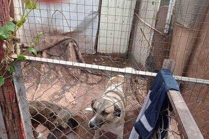 Hunde im Zwinger im Projekt in Cusco