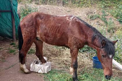 Auch Pferde gibt es im Straßenhunde Projekt