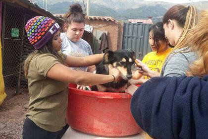 Voluntários dão banho em cachorro