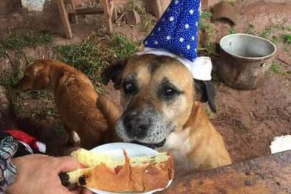 Straßenhund mit Hut