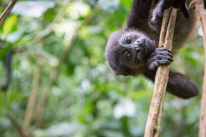 Freiwilligenarbeit im Tierschutzprojekt auf Costa Rica
