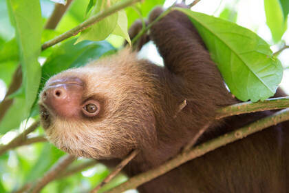 Freiwilligenarbeit im Tierschutzprojekt auf Costa Rica