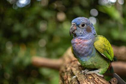 Freiwilligenarbeit im Tierschutzprojekt auf Costa Rica