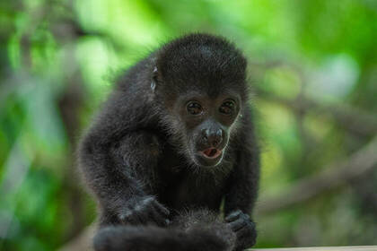 Freiwilligenarbeit im Tierschutzprojekt auf Costa Rica