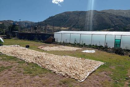 A agricultura também faz parte do projeto em Cusco