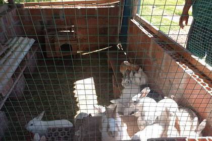 Tierhaltung in Cusco mit Kaninchen