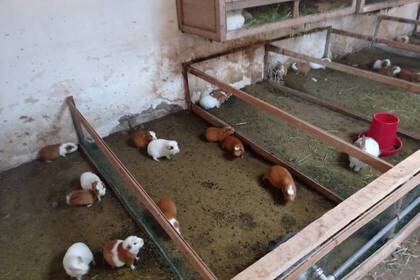 Animal husbandry in Cusco with guinea pigs