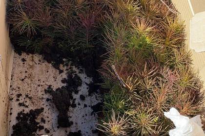 Die Setzlinge werden in geeignete Stellen eingepflanzt