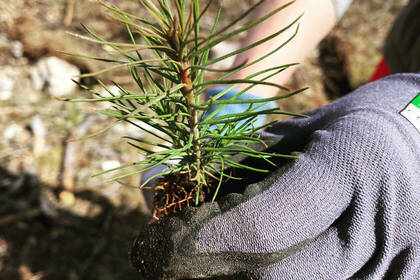 Deine Arbeit in diesem Klimaschutzprojekt Aufforstung in Schweden