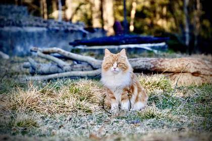 Die Hauskatze passt auf!