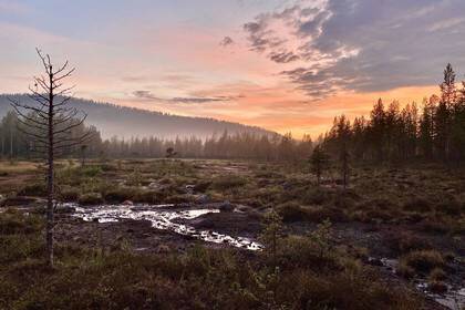 In den Wäldern von Schwedisch Lappland
