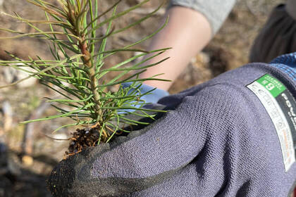 Plant trees for climate protection