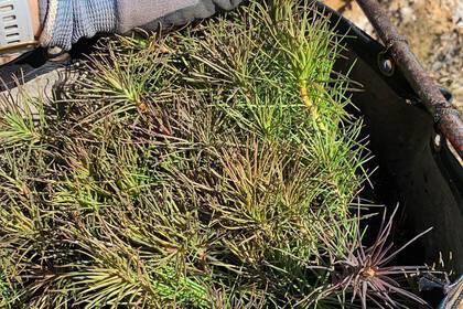 Die Pflänzchen auf dem Weg zur Klimarettung!