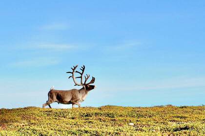 Sweden's landmark - the moose!