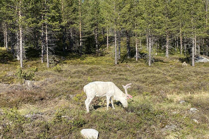 Volunteering in Schwedens Lappland