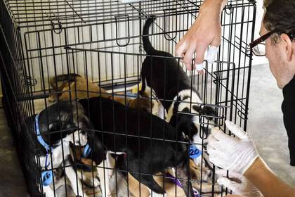 Freiwilligenarbeit mit Hunden