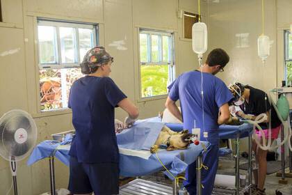 Tierschutz Projekt in der Karibik