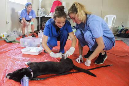 Studierende der Tiermedizin können hier viel lernen