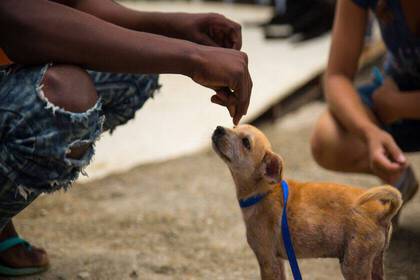 Die Straßenhunde freuen sich über deine Aufmerksamkeit