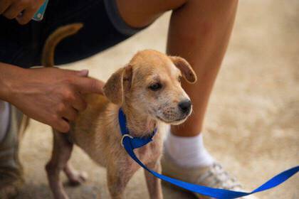 Unterstütze bei der Pflege von Hunden in der Karibik