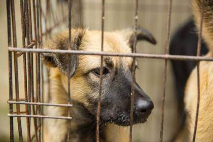 Kümmere dich um Straßenhunde