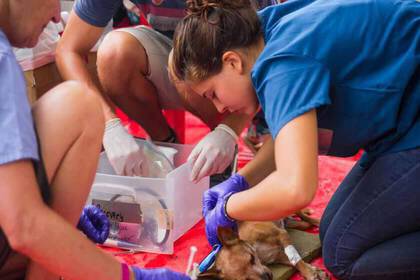 Wenn du bereits medizinisches Vorwissen hast, kannst du es hier einsetzen