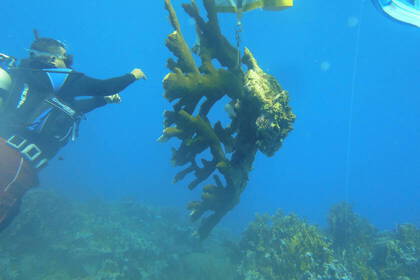 Protect and preserve coral reefs and learn everything about maritime environmental protection