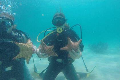 Learn to dive and take part in this exciting volunteer project
