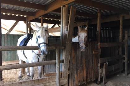 Horses ride Cape Town Volunteer