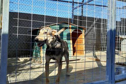 Dog in animal shelter on Crete