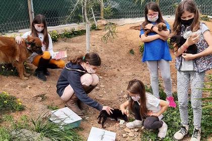 Hunde und Welpen im Tierheim in Kreta