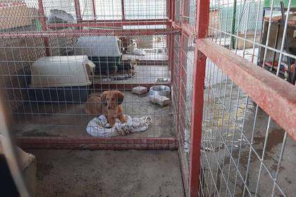 Dogs in the animal shelter on Crete