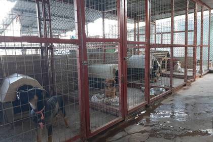 Dogs in shelter, Crete