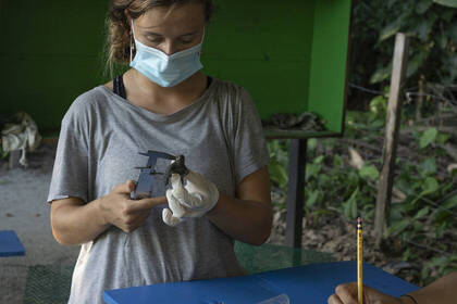 Volunteer beim Vermessen von Baby Schildkröten