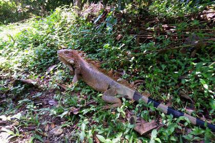Iguana in the nature reserve in Costa Rica