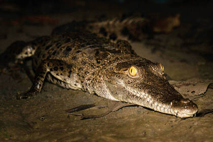 Crocodile in nature reserve in Costa Rica
