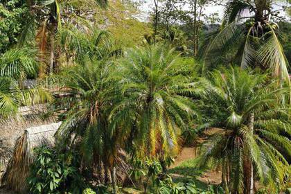 Die Grüne Landschaft in der Tierauffangstation