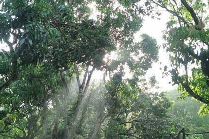 Gehege der Faultiere in der Tierauffangstation