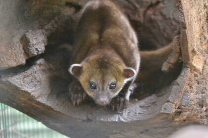 Kinkajou in der Auffangstation in Costa Rica