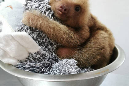 Baby sloth at sanctuary in Costa Rica