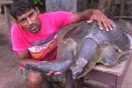 Turtle rescue in Sri Lanka