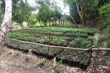 Aufforstung in Tansania