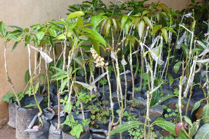 Hilf mit bei der Aufforstung in Tansania