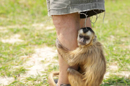 Monkey snuggles up against a volunteer's leg
