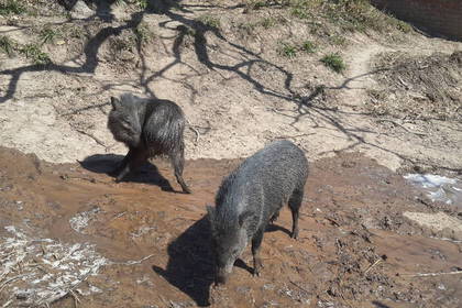Wildschweine beim waschen