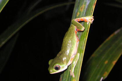 Frog climbing