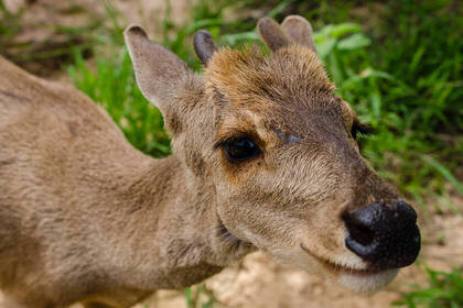 Reh im Tierschutzgelände