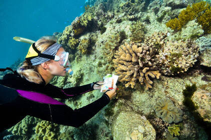 Volunteer examining coral color