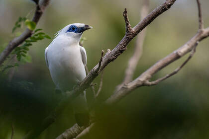 Der vom Aussterben bedrohte Balistar