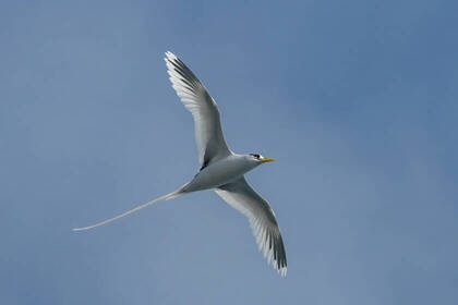 Auch andere Vögel sind auf Nusa Penida heimisch